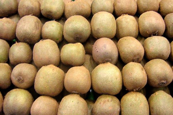 獼猴桃硬的能不能吃