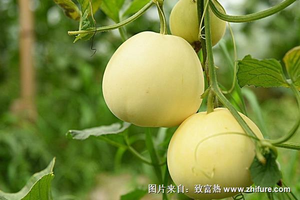 甜瓜的種植方法