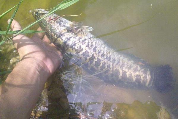 2018養黑魚賺錢嗎？黑魚養殖的利潤與投資成本及前景預測