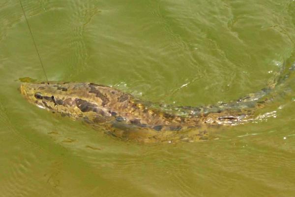 2018養黑魚賺錢嗎？黑魚養殖的利潤與投資成本及前景預測