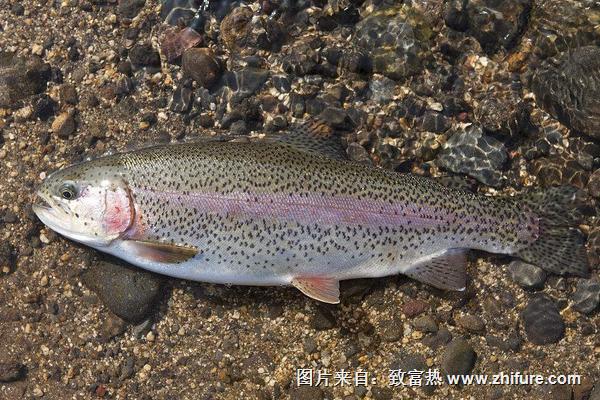 2018養(yǎng)虹鱒魚賺錢嗎？虹鱒魚養(yǎng)殖的利潤與投資成本及前景預測