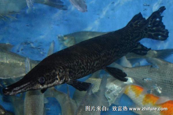2018養鴨嘴魚賺錢嗎？鴨嘴魚養殖的利潤與投資成本及前景預測