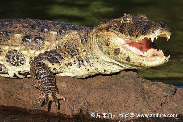 2018養鱷魚賺錢嗎？鱷魚養殖的利潤與投資成本及前景預測