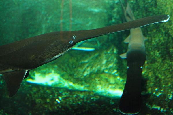 2018養(yǎng)鴨嘴魚賺錢嗎?鴨嘴魚養(yǎng)殖的利潤與投資成本及前景預(yù)測(cè)