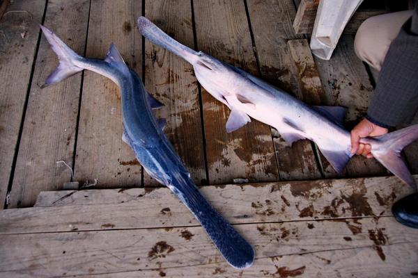 2018養(yǎng)鴨嘴魚賺錢嗎?鴨嘴魚養(yǎng)殖的利潤與投資成本及前景預(yù)測(cè)