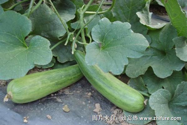 羊角脆甜瓜科學種植技術