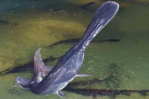 2018養(yǎng)鴨嘴魚賺錢嗎?鴨嘴魚養(yǎng)殖的利潤與投資成本及前景預(yù)測(cè)