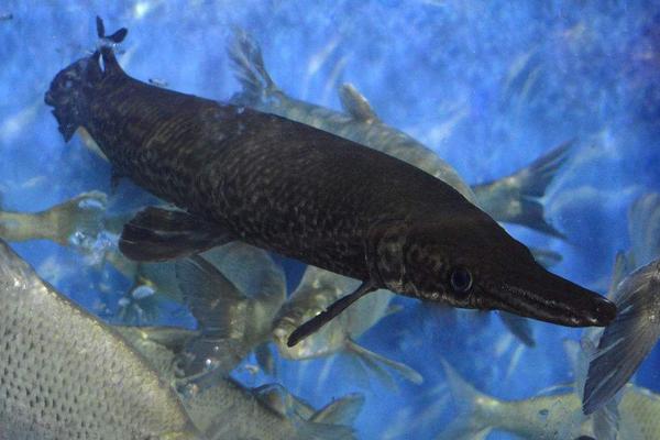 2018養(yǎng)鴨嘴魚賺錢嗎?鴨嘴魚養(yǎng)殖的利潤與投資成本及前景預(yù)測(cè)