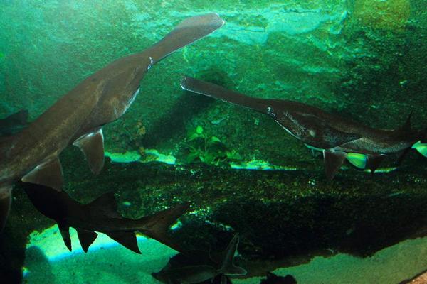 2018養(yǎng)鴨嘴魚賺錢嗎?鴨嘴魚養(yǎng)殖的利潤與投資成本及前景預(yù)測(cè)