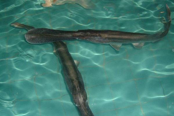 2018養(yǎng)鴨嘴魚賺錢嗎?鴨嘴魚養(yǎng)殖的利潤與投資成本及前景預(yù)測(cè)