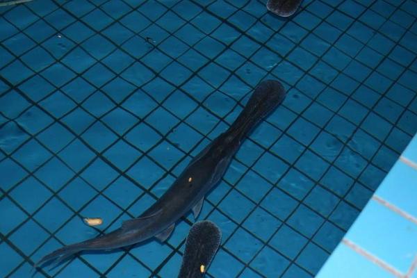 2018養(yǎng)鴨嘴魚賺錢嗎?鴨嘴魚養(yǎng)殖的利潤與投資成本及前景預(yù)測(cè)