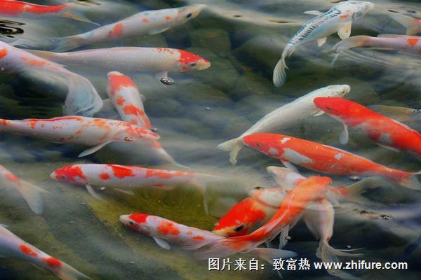 2018養(yǎng)錦鯉賺錢(qián)嗎？錦鯉養(yǎng)殖的利潤(rùn)與投資成本及前景預(yù)測(cè)