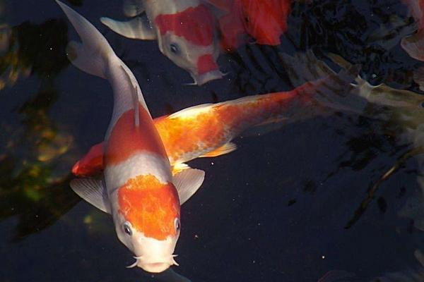 2018養(yǎng)錦鯉賺錢(qián)嗎？錦鯉養(yǎng)殖的利潤(rùn)與投資成本及前景預(yù)測(cè)