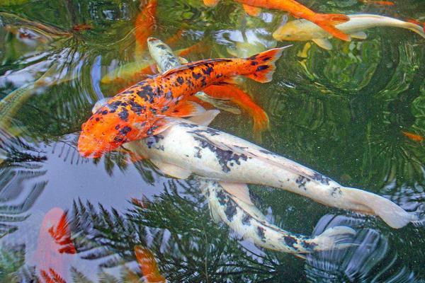 2018養(yǎng)錦鯉賺錢(qián)嗎？錦鯉養(yǎng)殖的利潤(rùn)與投資成本及前景預(yù)測(cè)