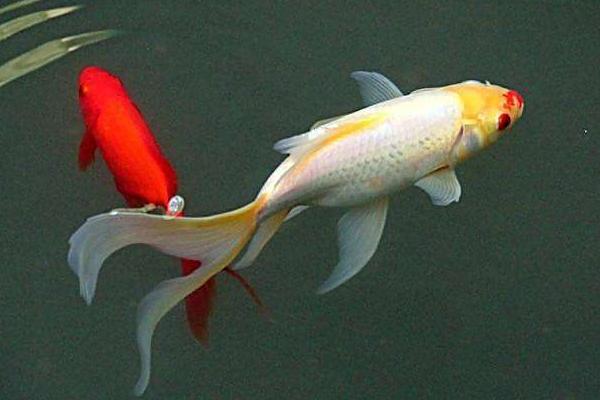 2018養(yǎng)錦鯉賺錢(qián)嗎？錦鯉養(yǎng)殖的利潤(rùn)與投資成本及前景預(yù)測(cè)