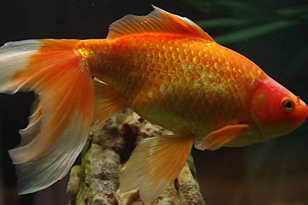 2018養(yǎng)錦鯉賺錢(qián)嗎？錦鯉養(yǎng)殖的利潤(rùn)與投資成本及前景預(yù)測(cè)