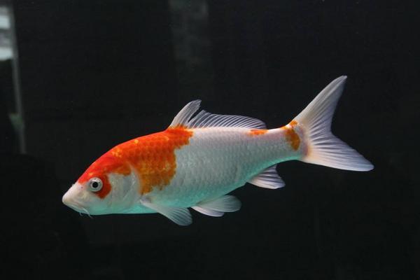 2018養(yǎng)錦鯉賺錢(qián)嗎？錦鯉養(yǎng)殖的利潤(rùn)與投資成本及前景預(yù)測(cè)