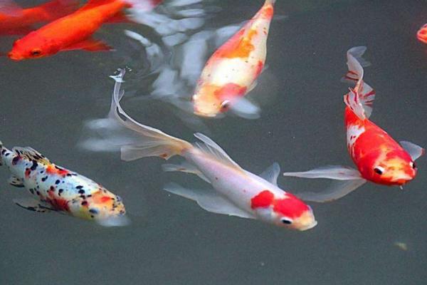 2018養(yǎng)錦鯉賺錢(qián)嗎？錦鯉養(yǎng)殖的利潤(rùn)與投資成本及前景預(yù)測(cè)