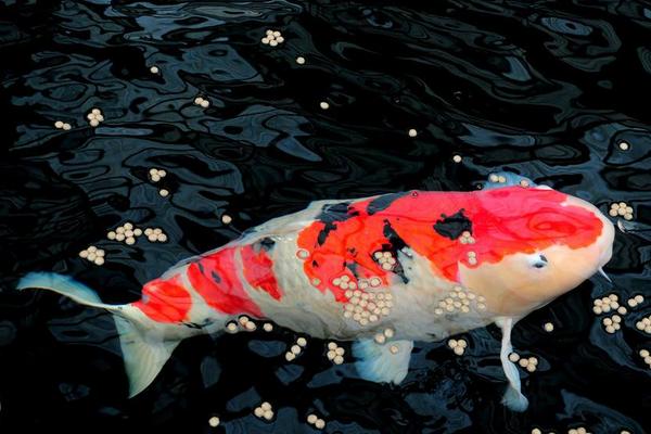 2018養(yǎng)錦鯉賺錢(qián)嗎？錦鯉養(yǎng)殖的利潤(rùn)與投資成本及前景預(yù)測(cè)