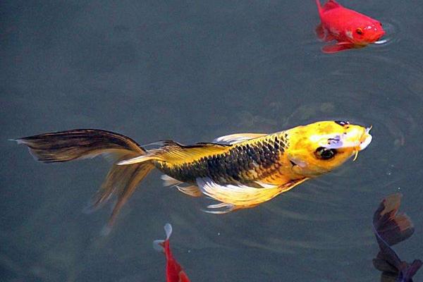 2018養(yǎng)錦鯉賺錢(qián)嗎？錦鯉養(yǎng)殖的利潤(rùn)與投資成本及前景預(yù)測(cè)