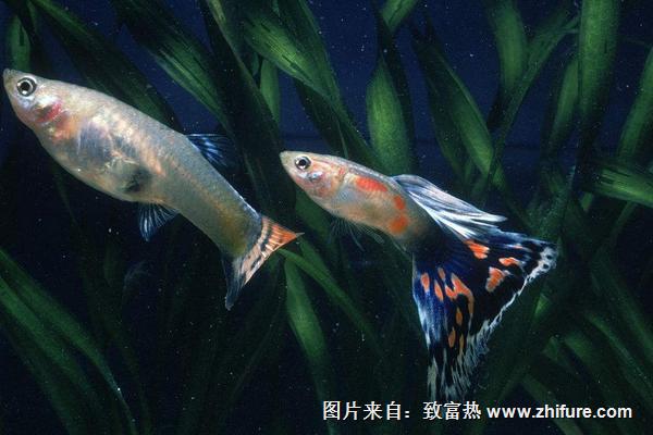 2018養孔雀魚賺錢嗎？孔雀魚養殖的利潤與投資成本及前景預測