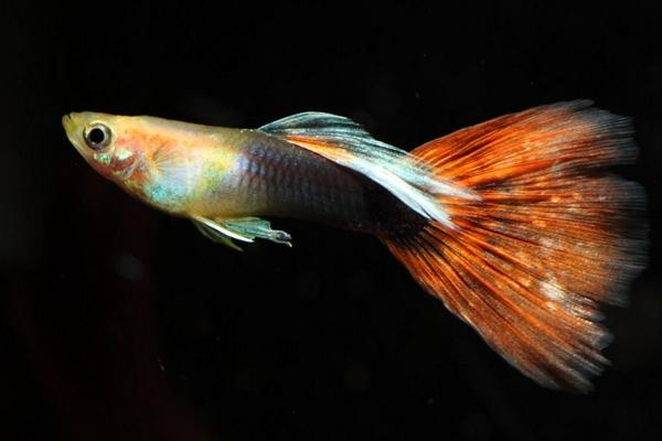 2018養孔雀魚賺錢嗎？孔雀魚養殖的利潤與投資成本及前景預測