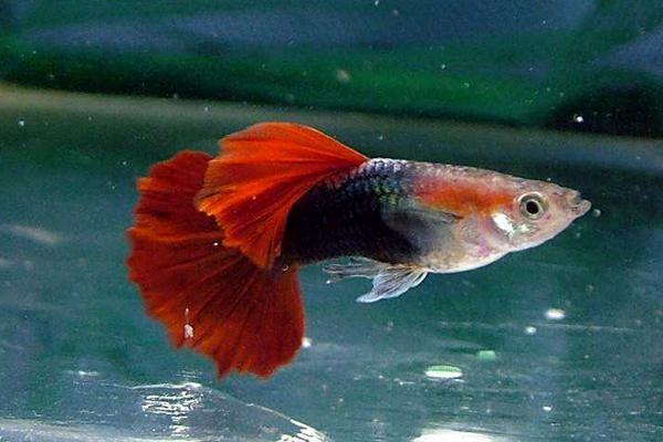 2018養孔雀魚賺錢嗎？孔雀魚養殖的利潤與投資成本及前景預測