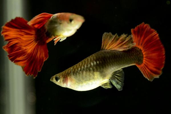 2018養孔雀魚賺錢嗎？孔雀魚養殖的利潤與投資成本及前景預測