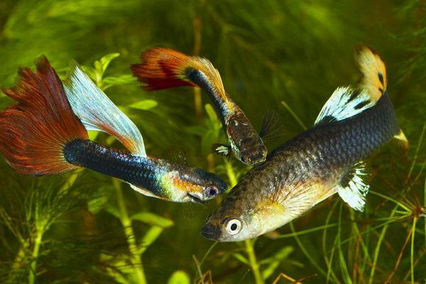 2018養孔雀魚賺錢嗎？孔雀魚養殖的利潤與投資成本及前景預測