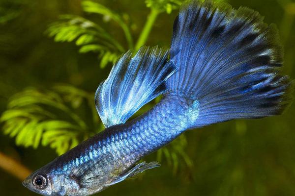 2018養孔雀魚賺錢嗎？孔雀魚養殖的利潤與投資成本及前景預測