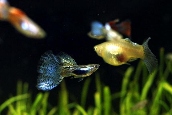 2018養孔雀魚賺錢嗎？孔雀魚養殖的利潤與投資成本及前景預測