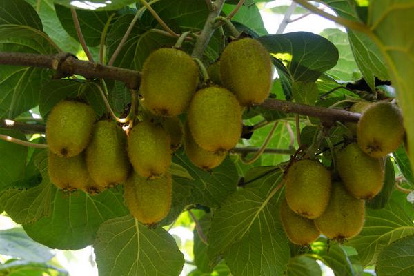 徐香獼猴桃特點是什么