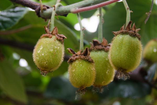 徐香獼猴桃特點是什么