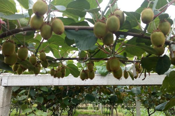 徐香獼猴桃特點是什么