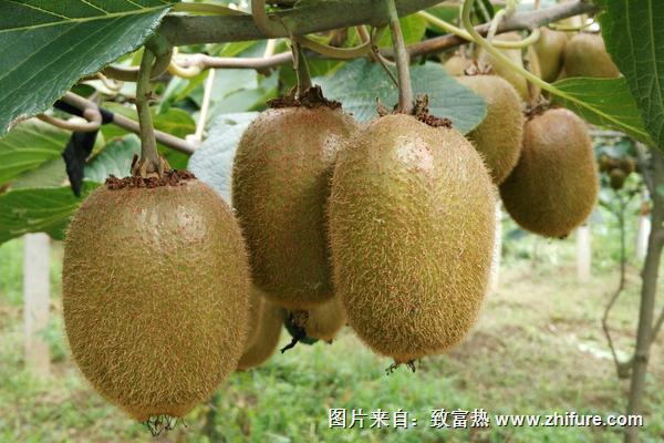 徐香獼猴桃圖片大全