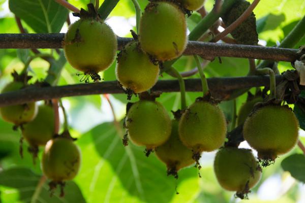 徐香獼猴桃圖片大全