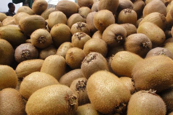 徐香獼猴桃圖片大全