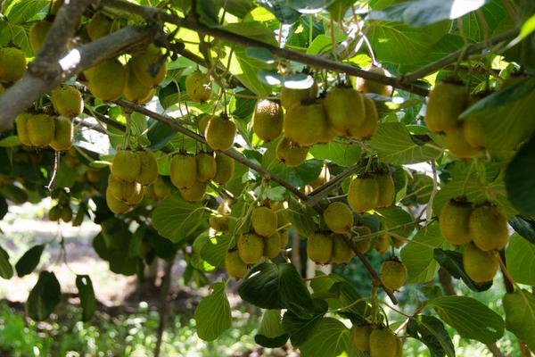 徐香獼猴桃圖片大全