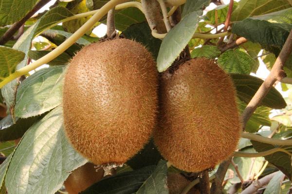 徐香獼猴桃圖片大全