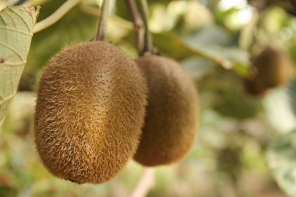 徐香獼猴桃圖片大全