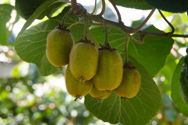 徐香獼猴桃圖片大全