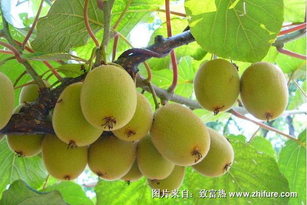 中華獼猴桃種植技術(shù)