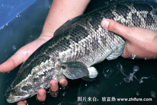 2018養(yǎng)黑魚賺錢嗎？黑魚養(yǎng)殖的利潤與投資成本及前景預(yù)測(cè)