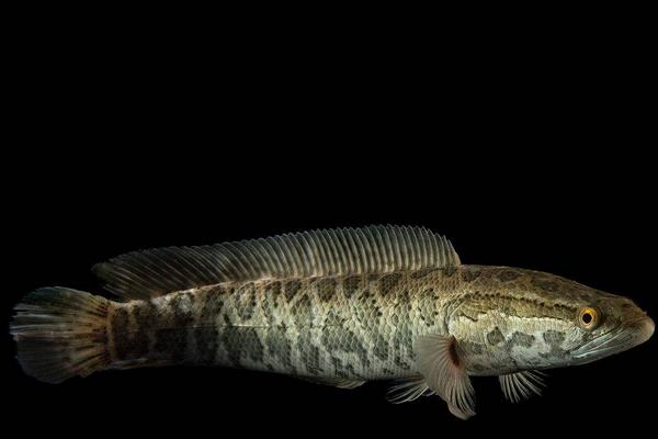 2018養黑魚賺錢嗎？黑魚養殖的利潤與投資成本及前景預測