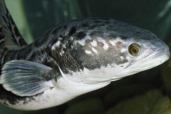 2018養黑魚賺錢嗎？黑魚養殖的利潤與投資成本及前景預測