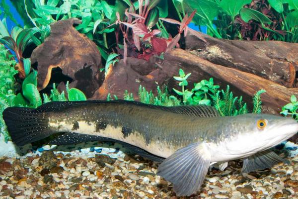 2018養黑魚賺錢嗎？黑魚養殖的利潤與投資成本及前景預測