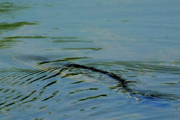 2018養黑魚賺錢嗎？黑魚養殖的利潤與投資成本及前景預測