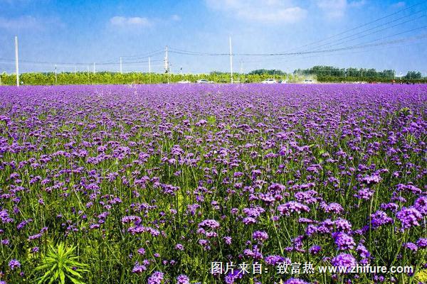 馬鞭草的功效與作用及禁忌