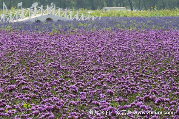 馬鞭草和薰衣草的區別是什么