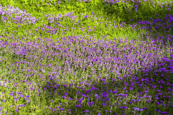 馬鞭草長什么樣